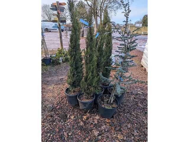 10x plant in pot - afbeelding 5 van  11