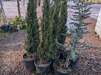 10x plant in pot - afbeelding 5 van  11