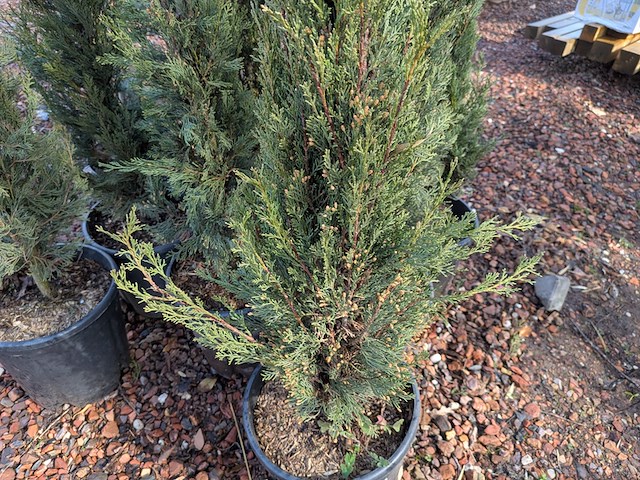 10x plant in pot - afbeelding 6 van  11