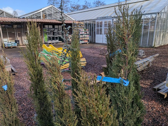 10x plant in pot - afbeelding 7 van  11