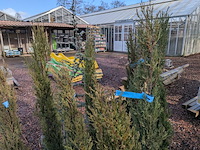 10x plant in pot - afbeelding 7 van  11