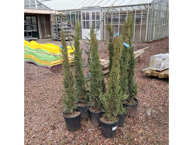 10x plant in pot - afbeelding 8 van  11