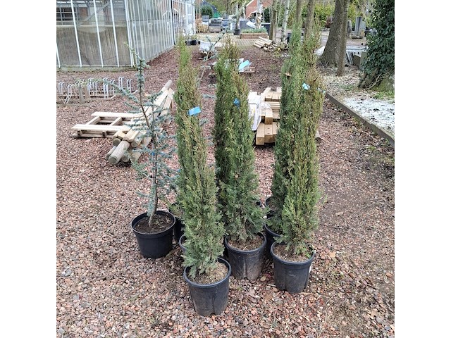 10x plant in pot - afbeelding 9 van  11