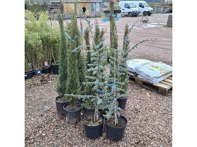 10x plant in pot - afbeelding 10 van  11