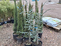 10x plant in pot - afbeelding 10 van  11