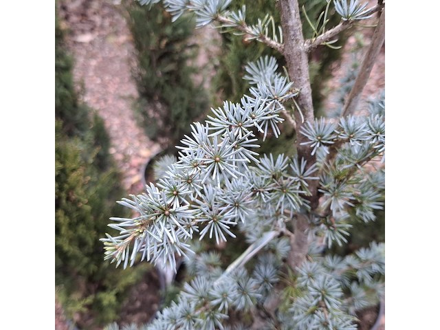 10x plant in pot - afbeelding 11 van  11