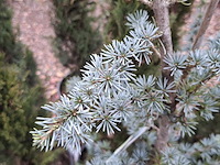 10x plant in pot - afbeelding 11 van  11