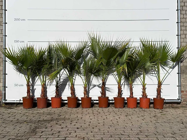 11x mexicaanse waaierpalm enkele stam - washingtonia robusta - hoogte ca. 140 cm - afbeelding 1 van  4