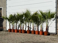 11x mexicaanse waaierpalm enkele stam - washingtonia robusta - hoogte ca. 140 cm - afbeelding 2 van  4