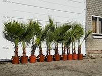 11x mexicaanse waaierpalm enkele stam - washingtonia robusta - hoogte ca. 140 cm - afbeelding 3 van  4