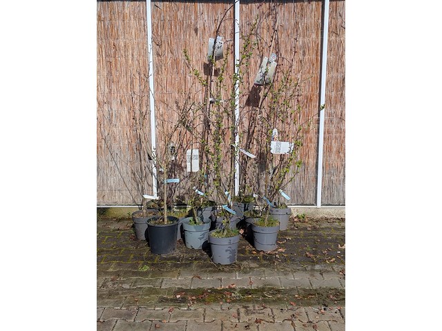 12 boom in pot - afbeelding 1 van  8