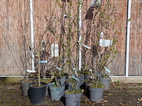 12 boom in pot - afbeelding 1 van  8