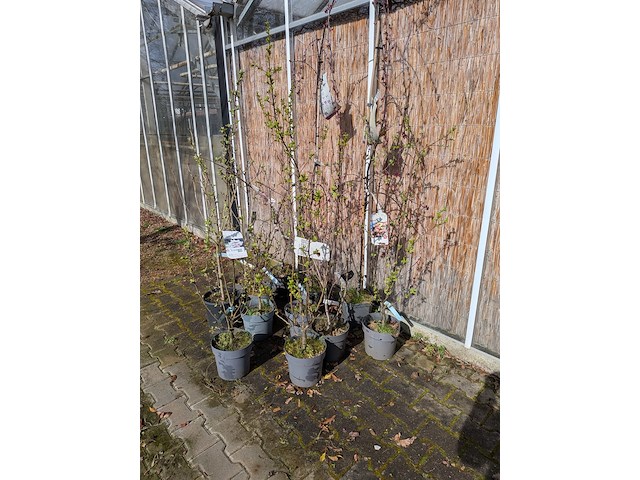 12 boom in pot - afbeelding 2 van  8