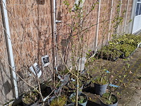 12 boom in pot - afbeelding 3 van  8