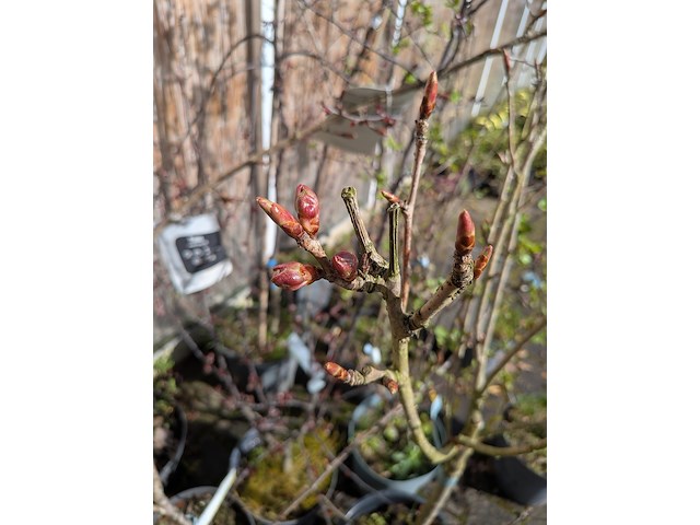 12 boom in pot - afbeelding 4 van  8