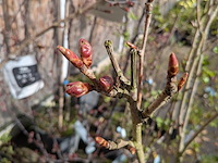 12 boom in pot - afbeelding 4 van  8