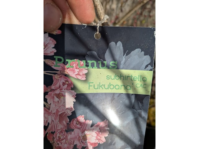 12 boom in pot - afbeelding 5 van  8