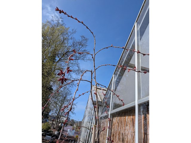 12 boom in pot - afbeelding 6 van  8