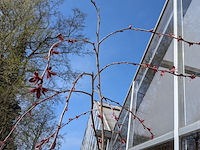 12 boom in pot - afbeelding 6 van  8