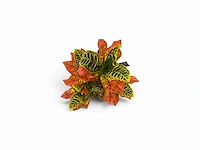 120 leaves, 6 branches croton plant (2x) - afbeelding 6 van  8