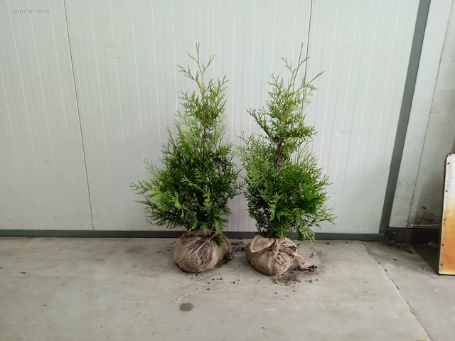 (150x) coniferen thuja brabant 50-70 - afbeelding 1 van  1