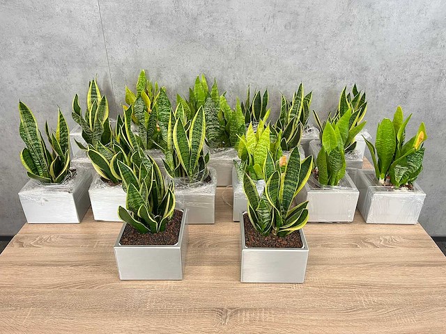 19x plant met pot - hydrocultuur - afbeelding 1 van  9