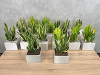 19x plant met pot - hydrocultuur - afbeelding 1 van  9