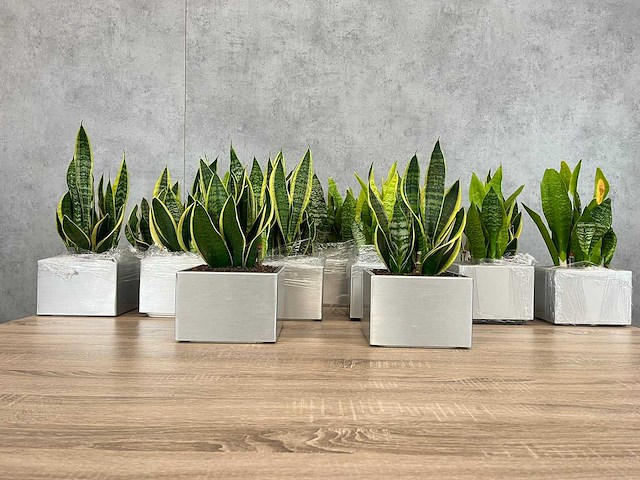 19x plant met pot - hydrocultuur - afbeelding 2 van  9