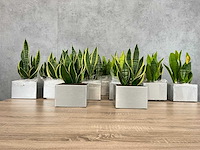 19x plant met pot - hydrocultuur - afbeelding 2 van  9