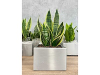 19x plant met pot - hydrocultuur - afbeelding 3 van  9