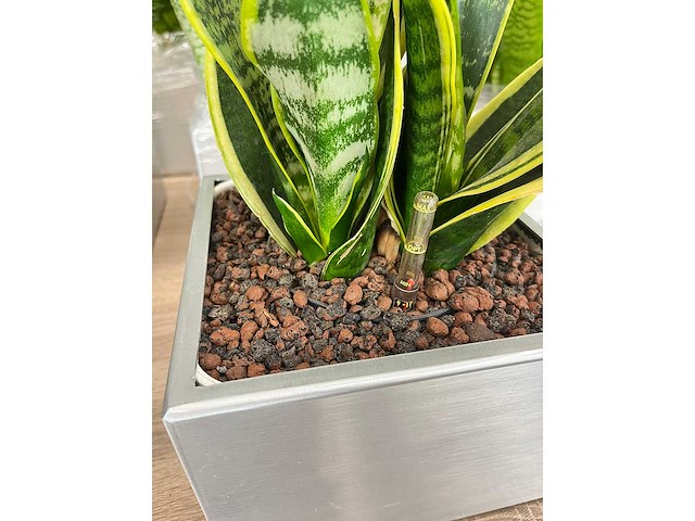 19x plant met pot - hydrocultuur - afbeelding 4 van  9
