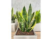 19x plant met pot - hydrocultuur - afbeelding 5 van  9