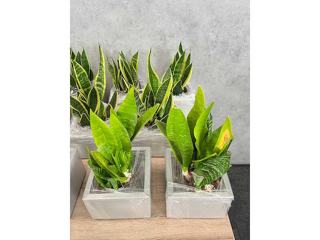 19x plant met pot - hydrocultuur - afbeelding 6 van  9