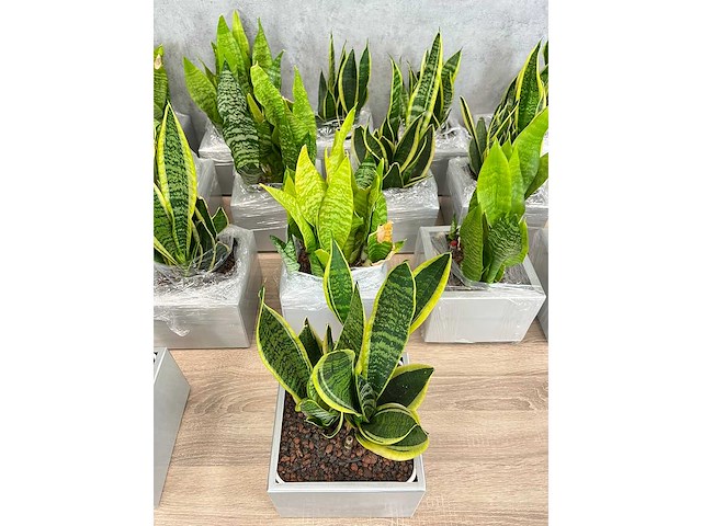 19x plant met pot - hydrocultuur - afbeelding 7 van  9