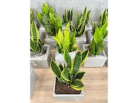 19x plant met pot - hydrocultuur - afbeelding 7 van  9