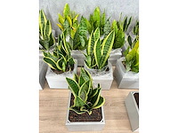 19x plant met pot - hydrocultuur - afbeelding 8 van  9