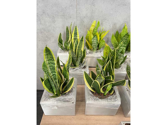 19x plant met pot - hydrocultuur - afbeelding 9 van  9