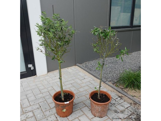 2 olijfbomen in pot - afbeelding 1 van  5