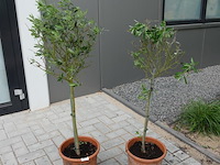 2 olijfbomen in pot - afbeelding 1 van  5