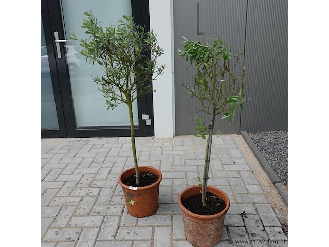 2 olijfbomen in pot - afbeelding 2 van  5