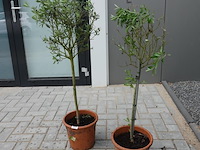 2 olijfbomen in pot - afbeelding 2 van  5