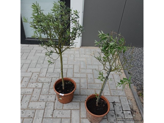 2 olijfbomen in pot - afbeelding 3 van  5