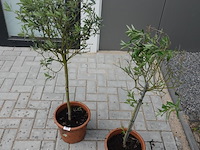 2 olijfbomen in pot - afbeelding 3 van  5