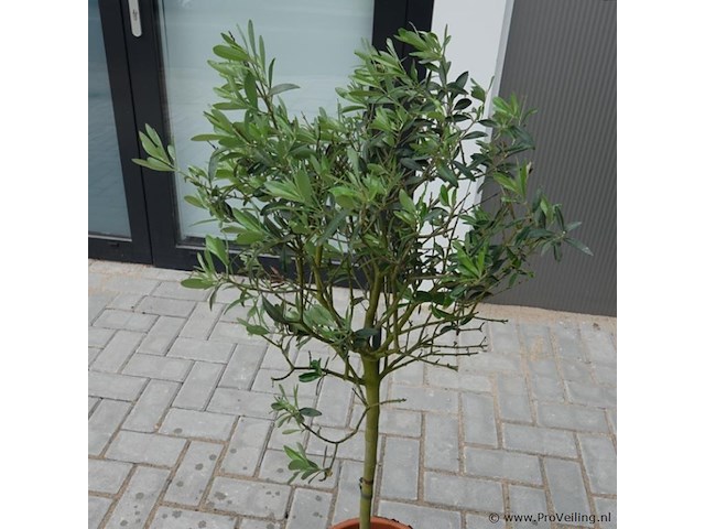 2 olijfbomen in pot - afbeelding 4 van  5