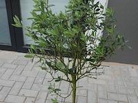 2 olijfbomen in pot - afbeelding 4 van  5
