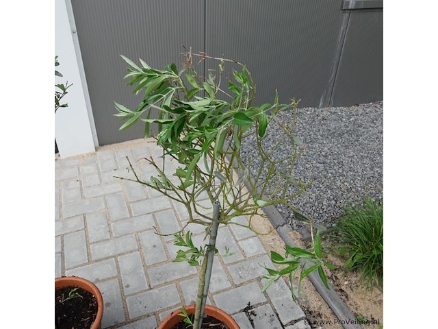2 olijfbomen in pot - afbeelding 5 van  5