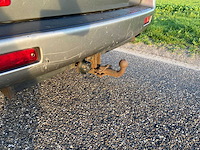 2001 ssangyong musso td 4x4 mmbs personenauto - afbeelding 11 van  17