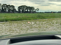 2014 audi rs6 4.0 tfsi avant q. pl + - afbeelding 21 van  40