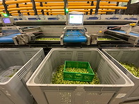 2019 stas gewas sorteer en verwerkingsmachine - afbeelding 52 van  94