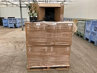 2026 sb 22 cm plant hendel (80000x) - afbeelding 4 van  5